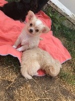 Du Domaine Des Cotes Blanches - Chihuahua - Portée née le 29/06/2018
