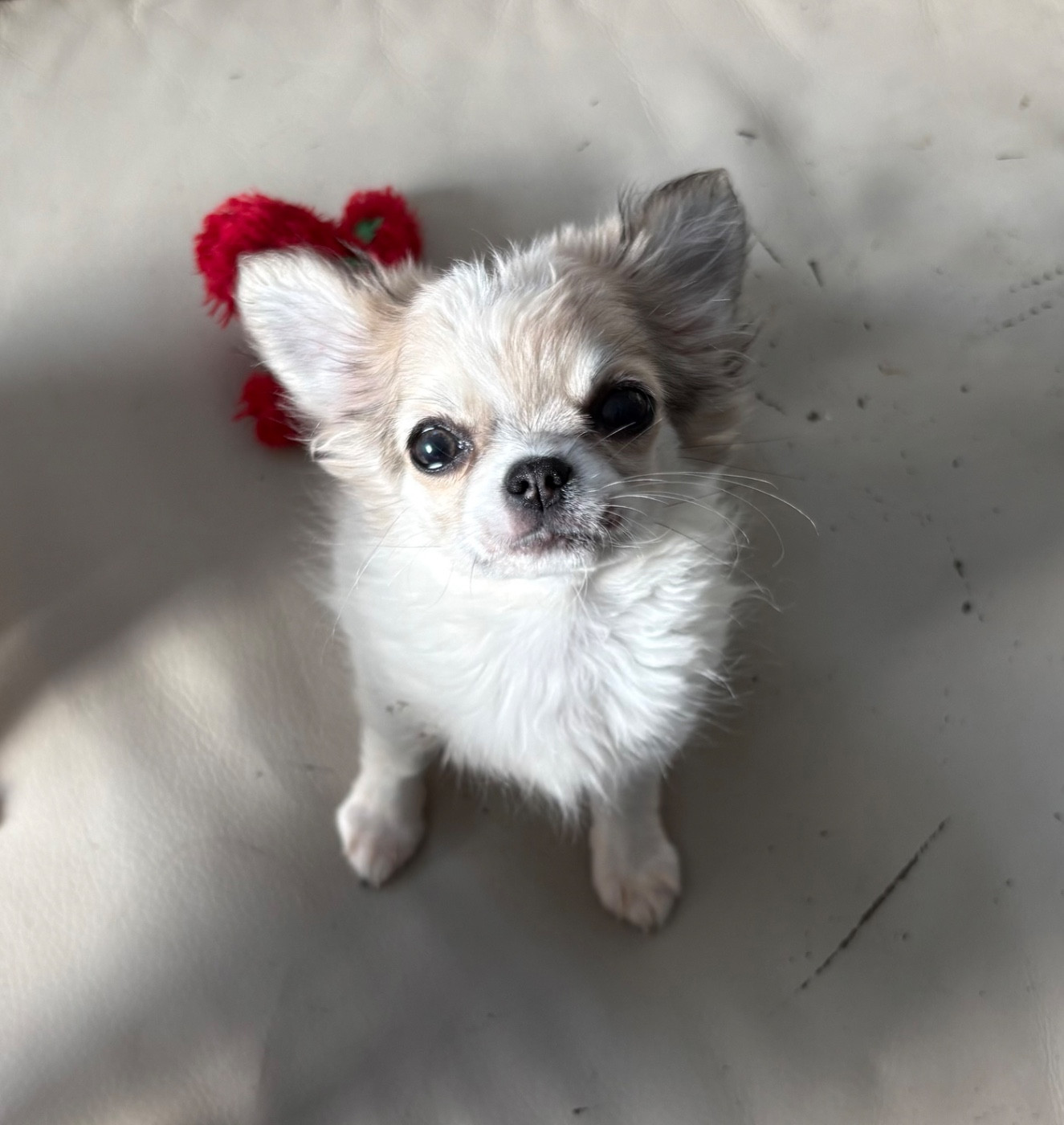 Du Domaine Des Cotes Blanches - Chiots disponibles - Chihuahua