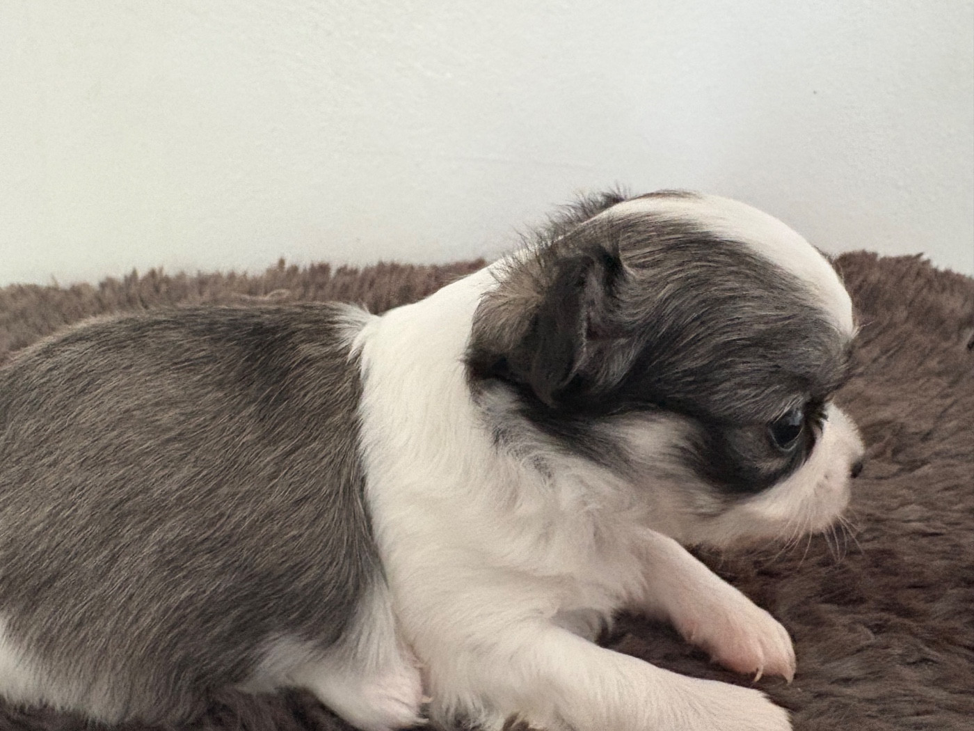 Du Domaine Des Cotes Blanches - Chiots disponibles - Chihuahua