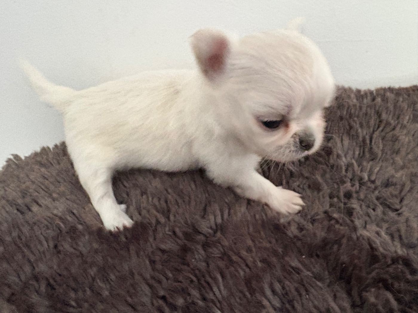 Du Domaine Des Cotes Blanches - Chiots disponibles - Chihuahua