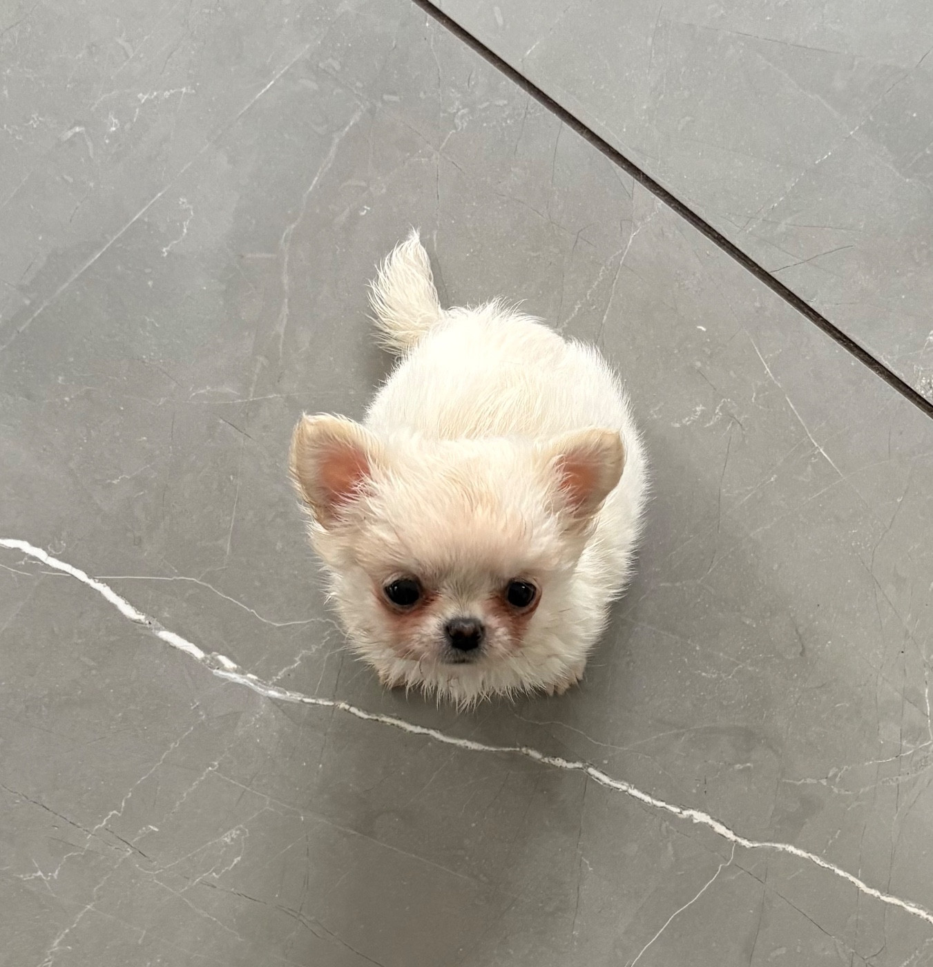 Du Domaine Des Cotes Blanches - Chiots disponibles - Chihuahua