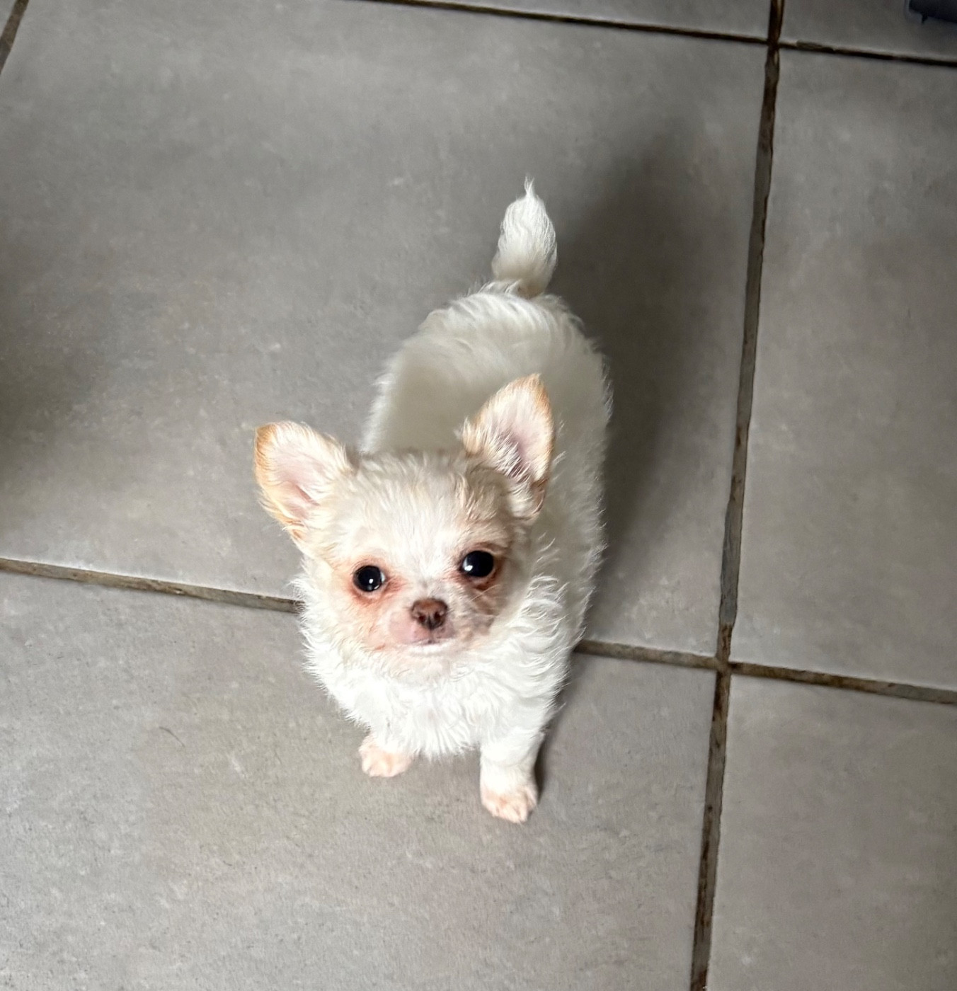 Du Domaine Des Cotes Blanches - Chiots disponibles - Chihuahua