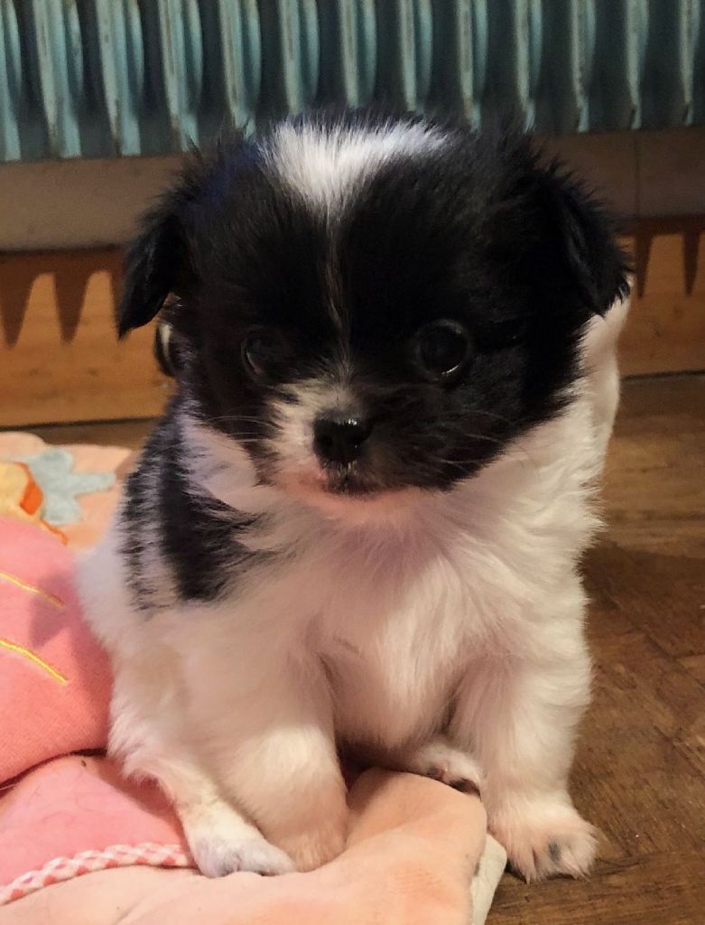 Du Domaine Des Cotes Blanches - Chihuahua - Portée née le 20/01/2020