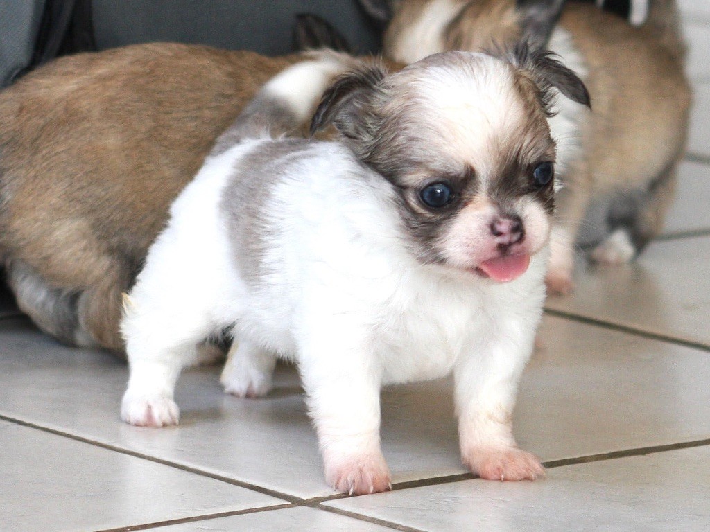 Du Domaine Des Cotes Blanches - Chiots disponibles - Chihuahua