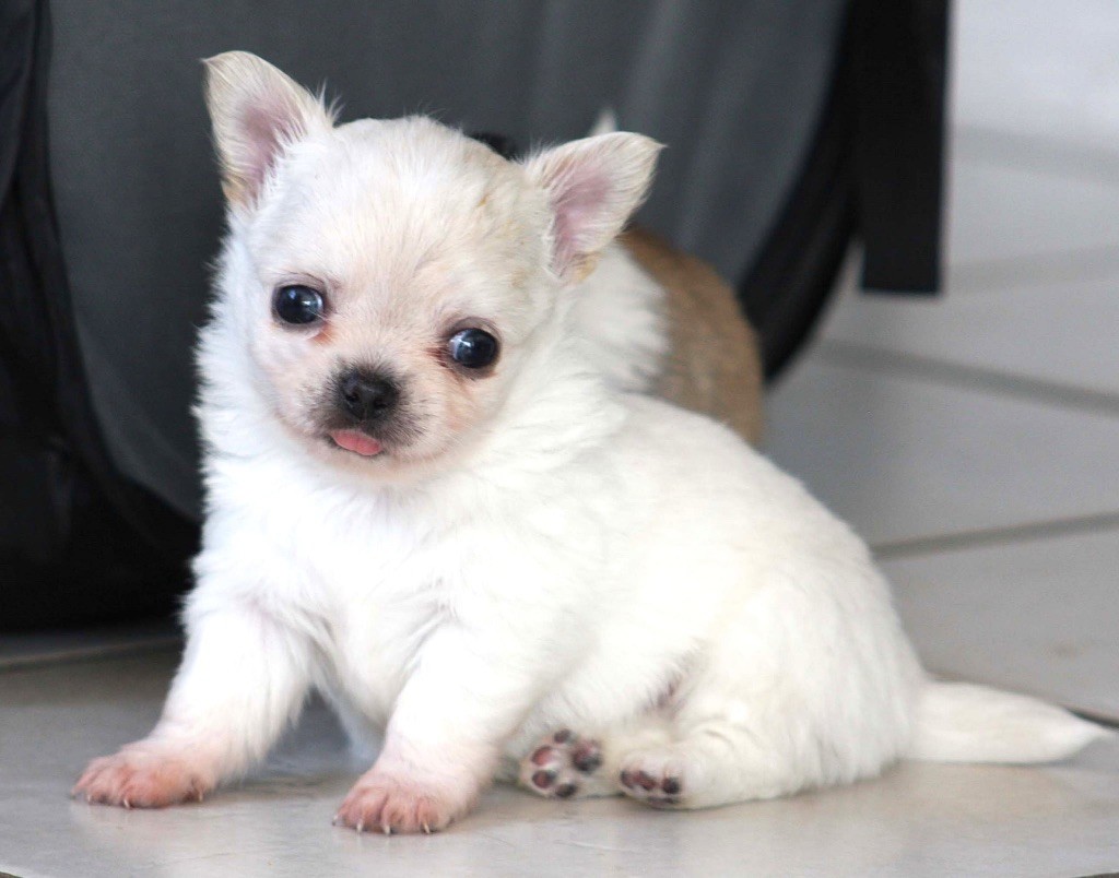 Du Domaine Des Cotes Blanches - Chiots disponibles - Chihuahua