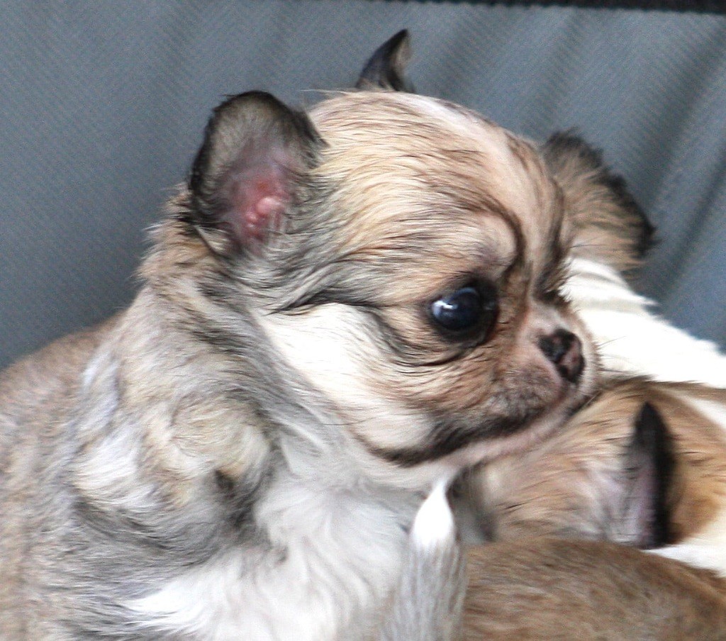 Du Domaine Des Cotes Blanches - Chiots disponibles - Chihuahua