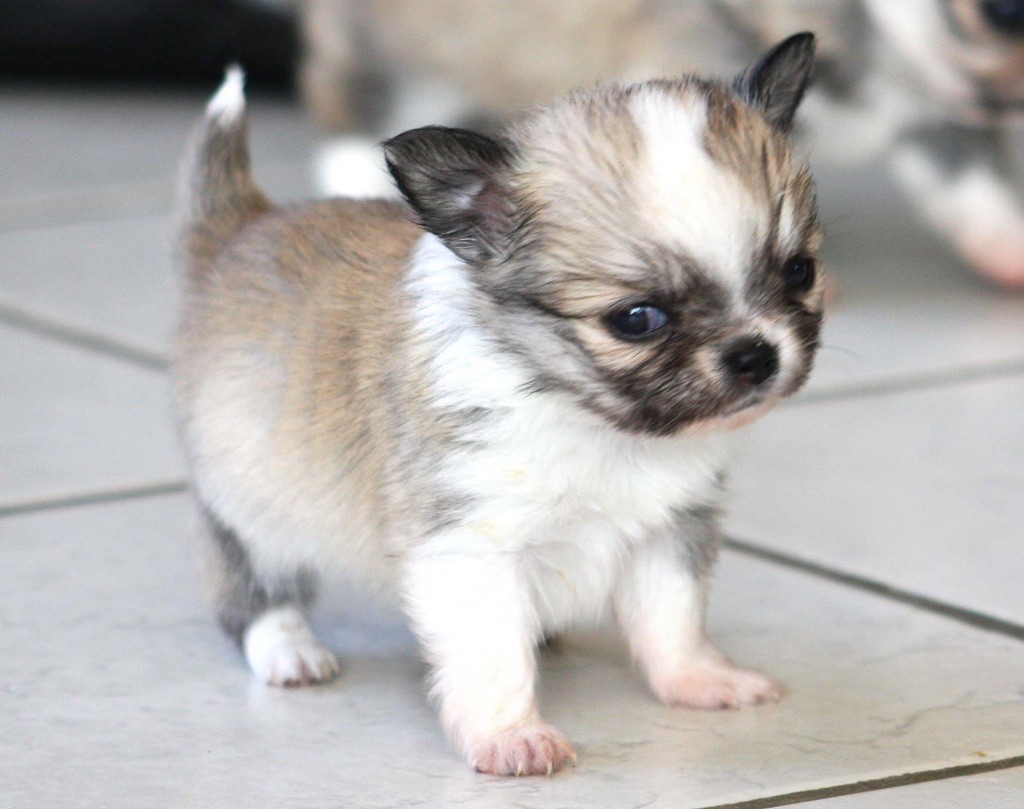 Du Domaine Des Cotes Blanches - Chiots disponibles - Chihuahua