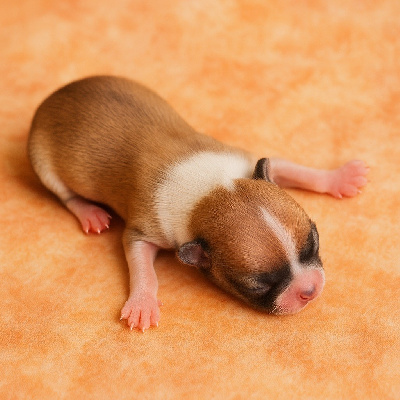 CHIOT