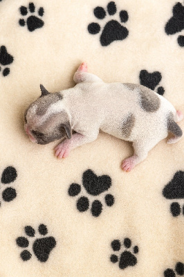 CHIOT
