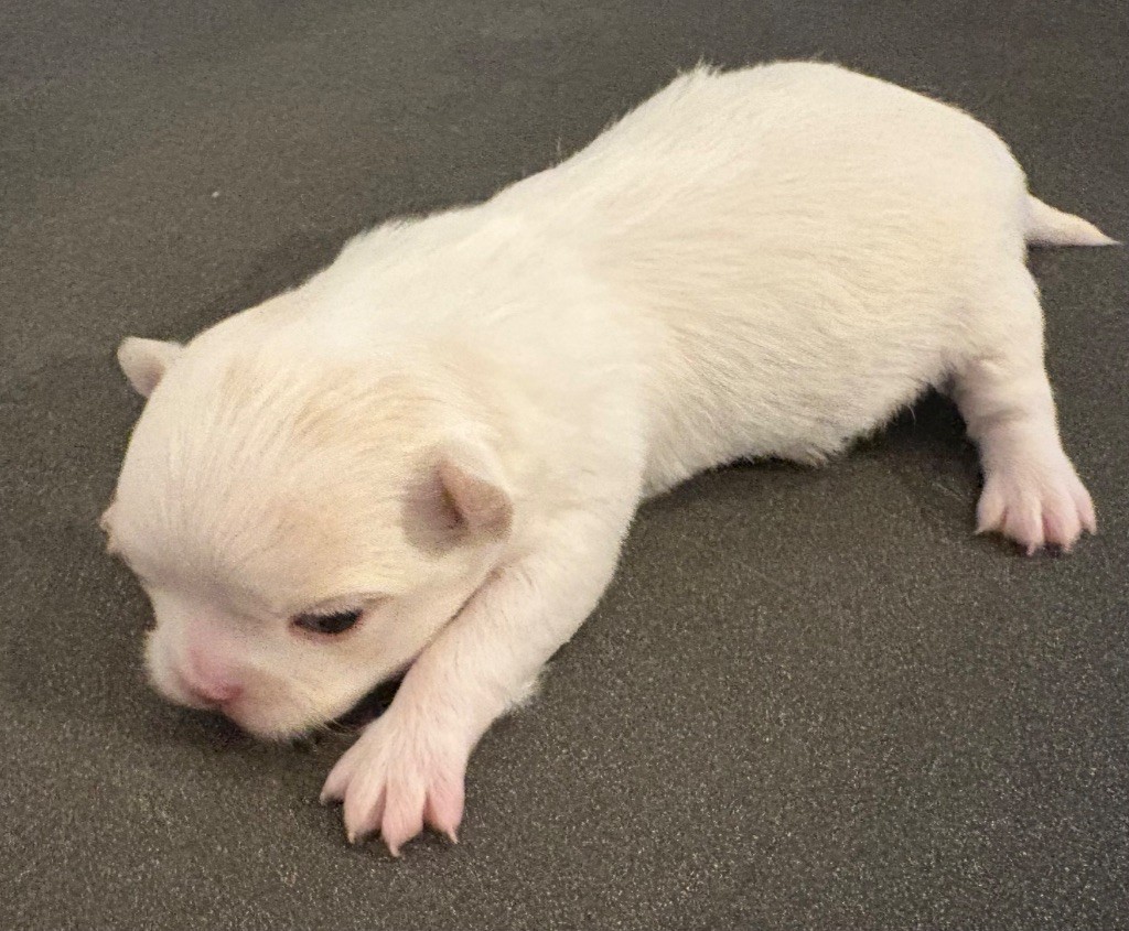 Du Domaine Des Cotes Blanches - Chiots disponibles - Chihuahua