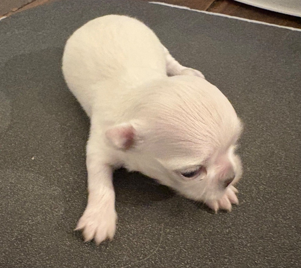 Du Domaine Des Cotes Blanches - Chiots disponibles - Chihuahua