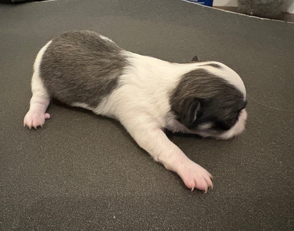 Du Domaine Des Cotes Blanches - Chiots disponibles - Chihuahua