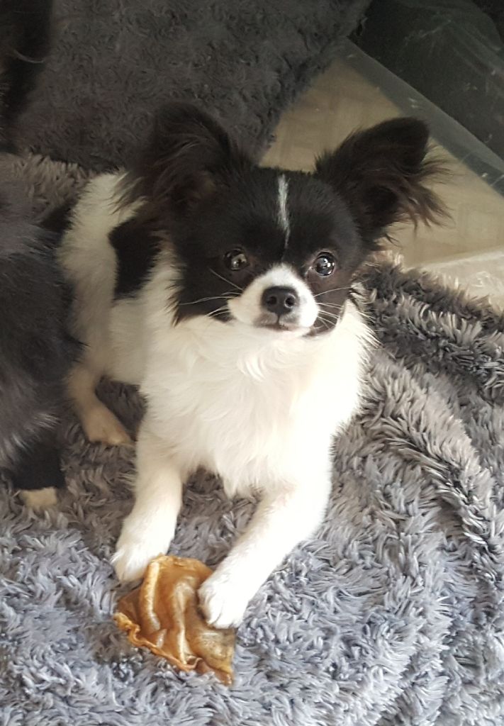 Du Domaine Des Cotes Blanches - Chihuahua - Portée née le 22/09/2018